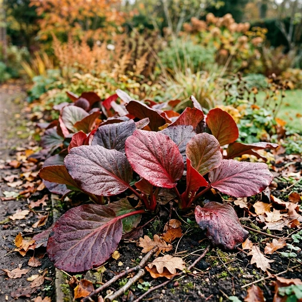 Schoenlappersplant (Bergenia cordifolia)