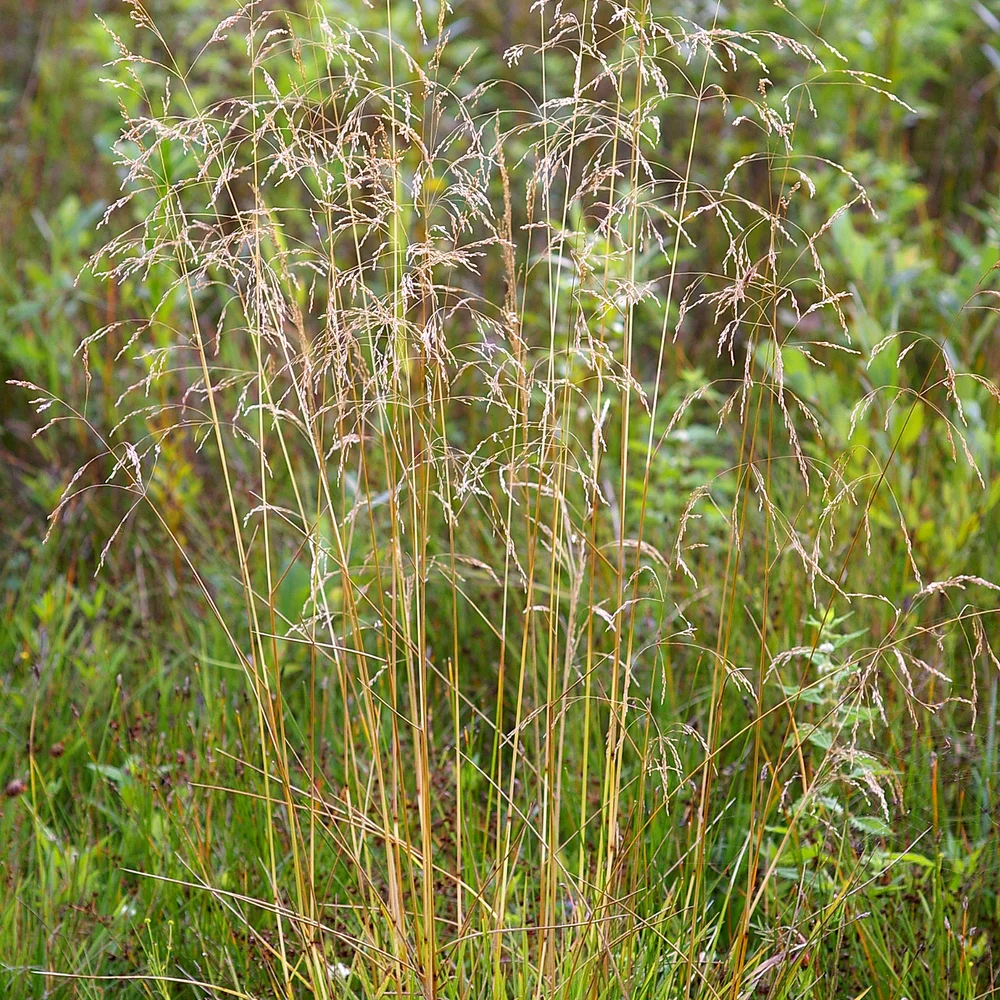 Ruwe smele (Deschampsia cespitosa)