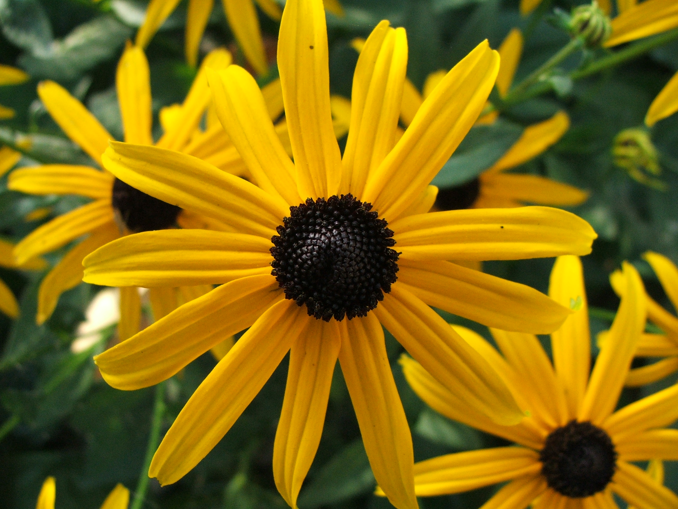 Gele zonnehoed (Rudbeckia fulgida)