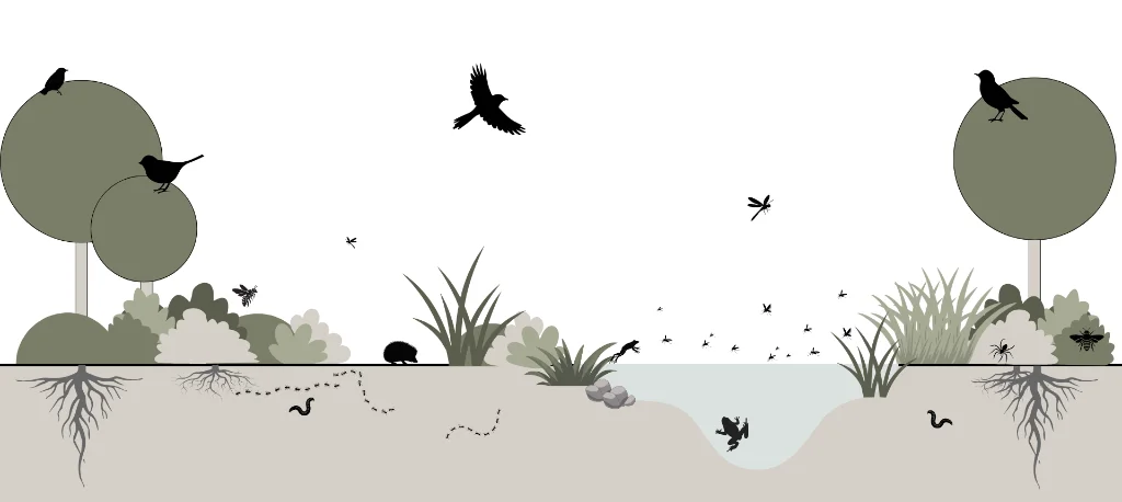 Biodiversiteit in de tuin