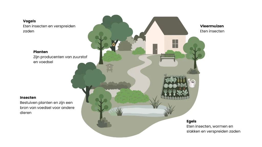 Het ecosysteem in een tuin met de wisselwerking tussen planten, vogels, vleermuizen, insecten en egels