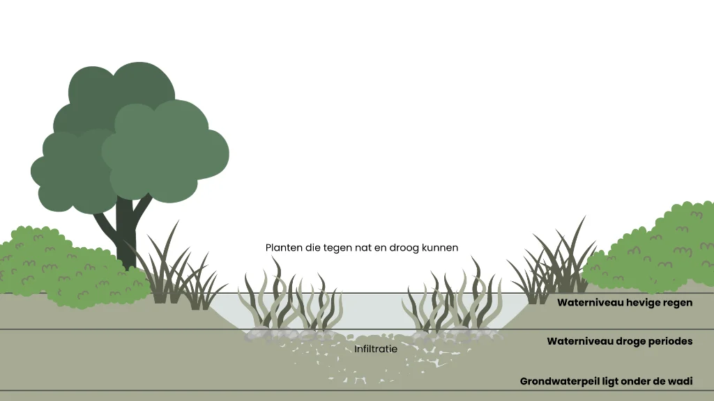 Dwarsdoorsnede van een wadi met waterniveaus bij hevige regen en droge periodes, infiltratie en oeverbeplanting