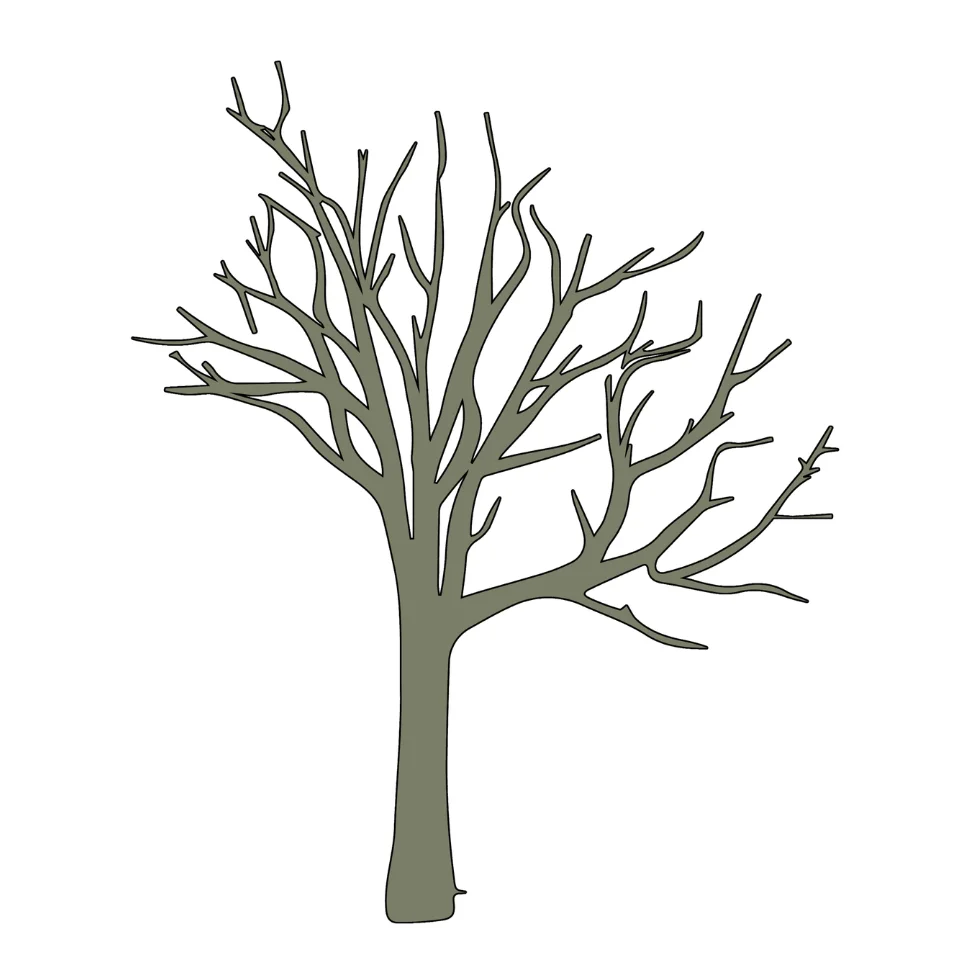 Diagram van een boom met een natuurlijke, gezonde kroonvorm