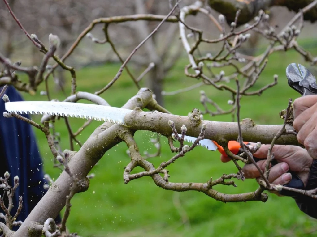 Een tak wegsnoeien met een handzaag en snoeischaar in een fruitboom