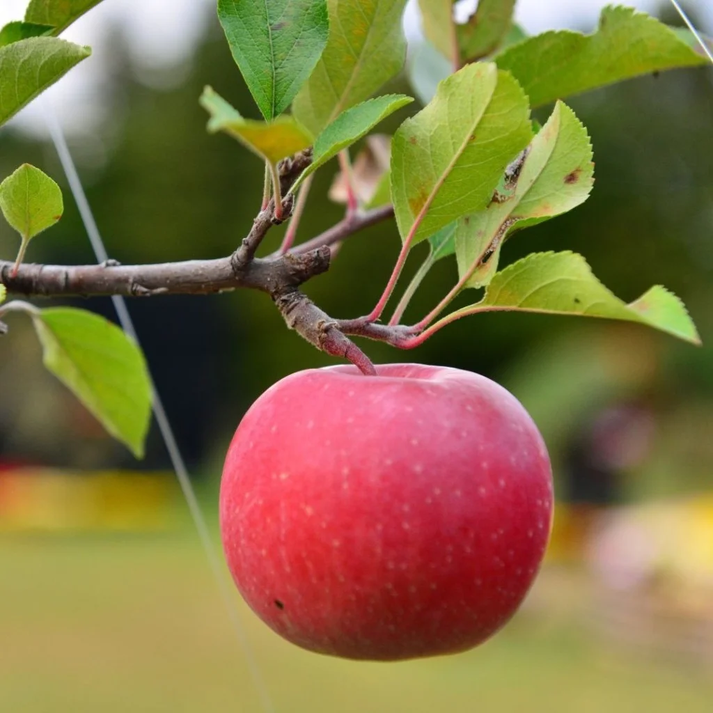 Een rijpe rode appel hangend aan het vruchthout van een fruitboom