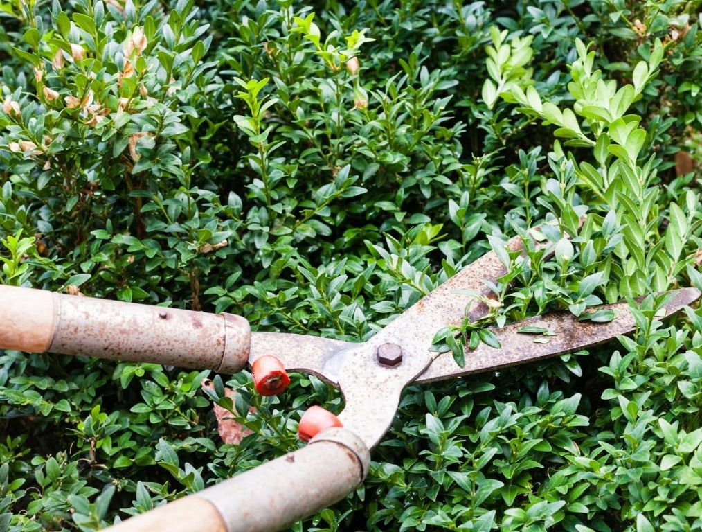 Snoeischaar die een groene haag snoeit als onderdeel van tuinonderhoud