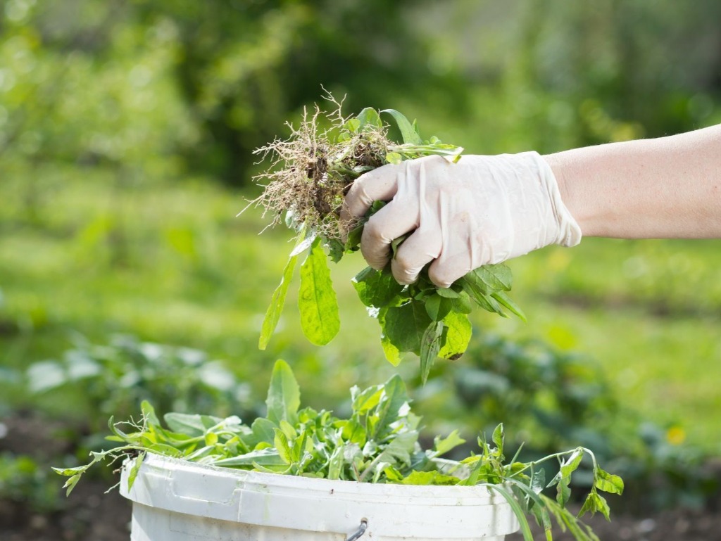Tuinier met handschoenen die onkruid wiedt met een emmer bij de hand