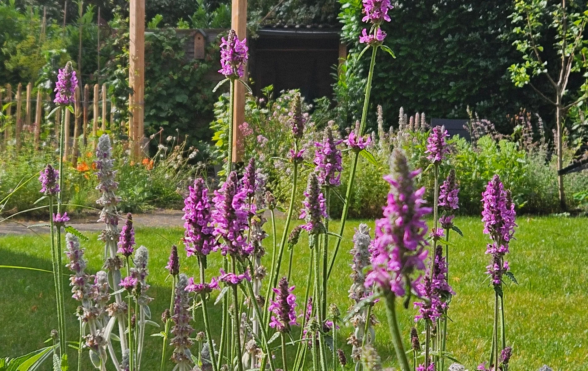Vijf redenen om te kiezen voor inheemse planten